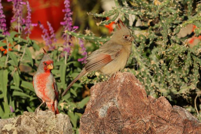 Photo (2): Pyrrhuloxia