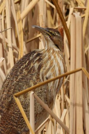Photo (12): American Bittern