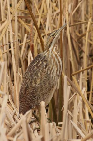 Photo (16): American Bittern