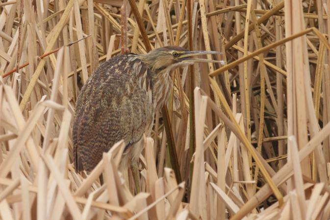 Photo (19): American Bittern