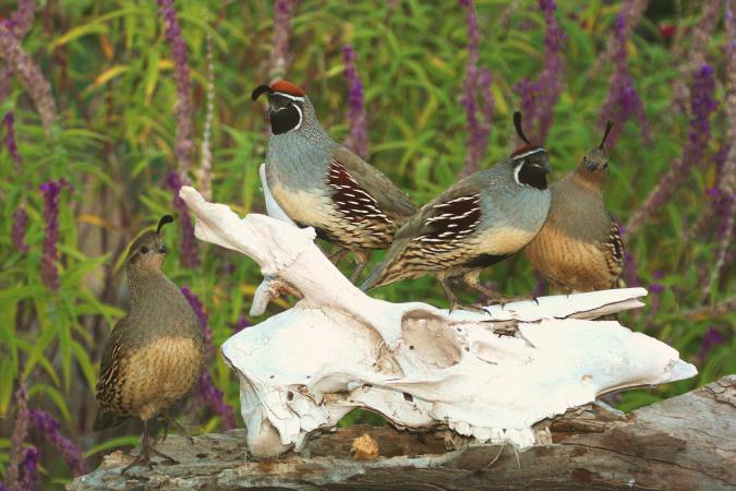 Photo (12): Gambel's Quail