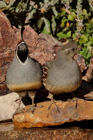 Photo (10): Gambel's Quail