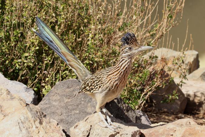 Photo (1): Greater Roadrunner