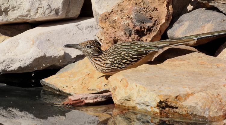 Photo (10): Greater Roadrunner