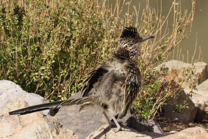 Photo (12): Greater Roadrunner