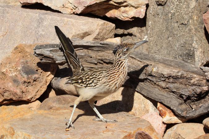 Photo (8): Greater Roadrunner