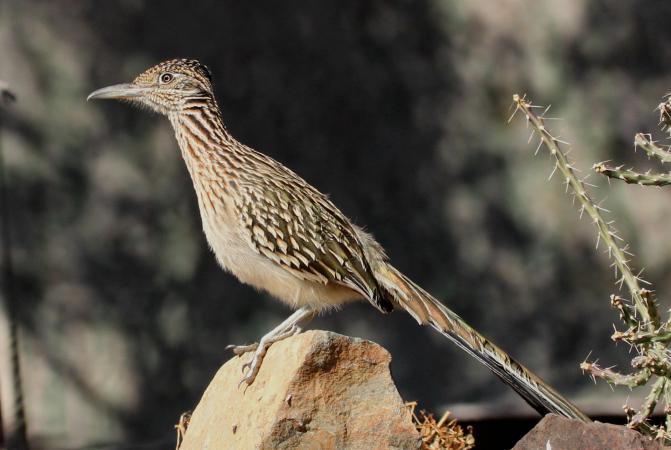 Photo (6): Greater Roadrunner