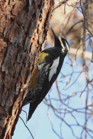 Photo (3): Williamson's Sapsucker