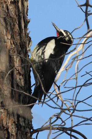 Photo (4): Williamson's Sapsucker