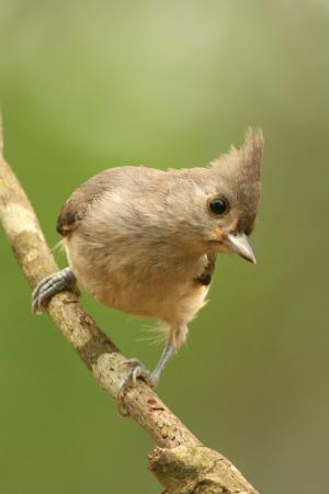 Photo (5): Tufted Titmouse