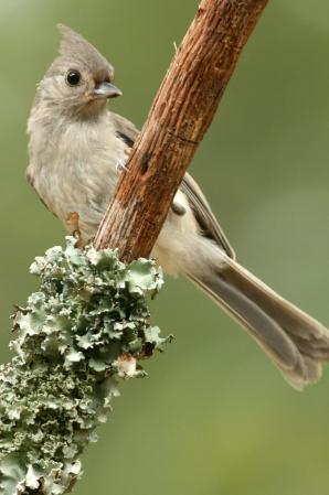 Photo (6): Tufted Titmouse