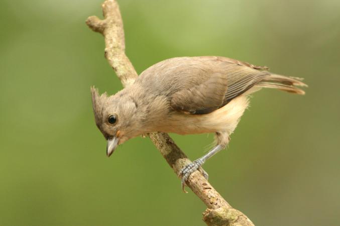 Photo (7): Tufted Titmouse