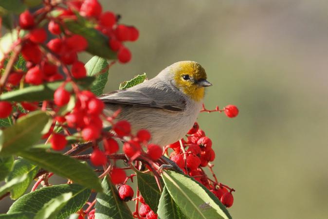 Photo (3): Verdin