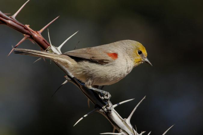 Photo (4): Verdin