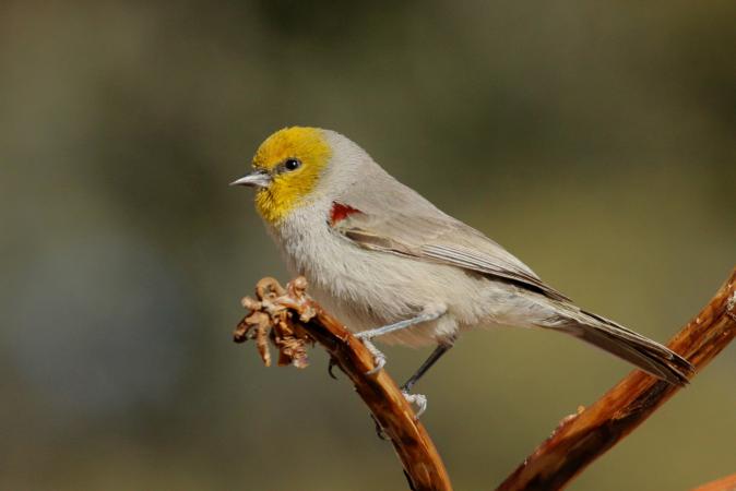 Photo (1): Verdin