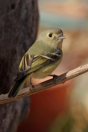 Photo (6): Hutton's Vireo