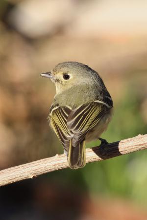 Photo (8): Hutton's Vireo