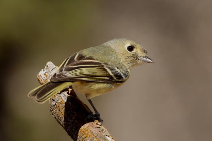 Photo (3): Hutton's Vireo