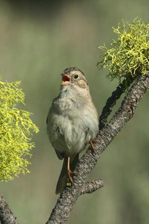 Photo (5): Brewer's Sparrow