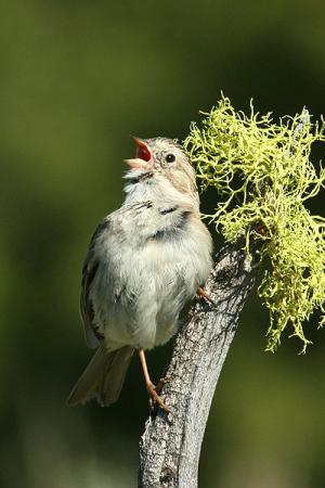 Photo (6): Brewer's Sparrow