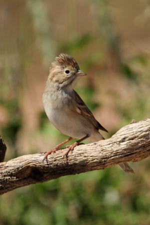 Photo (7): Brewer's Sparrow