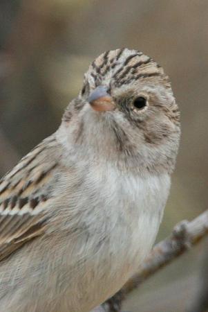 Photo (8): Brewer's Sparrow
