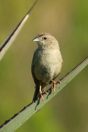 Photo (1): Botteri's Sparrow