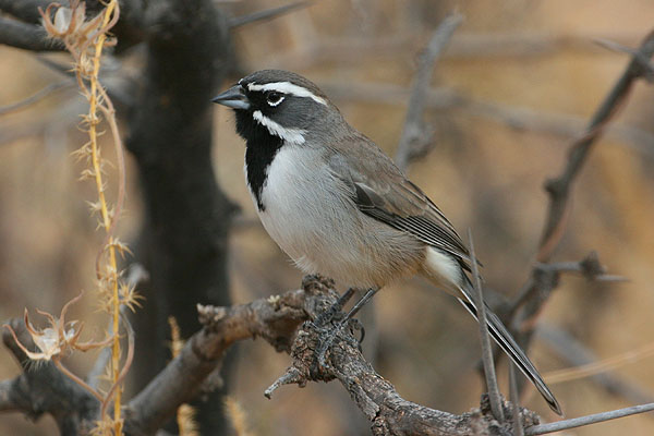 Photo (1): Black-throated Sparrow