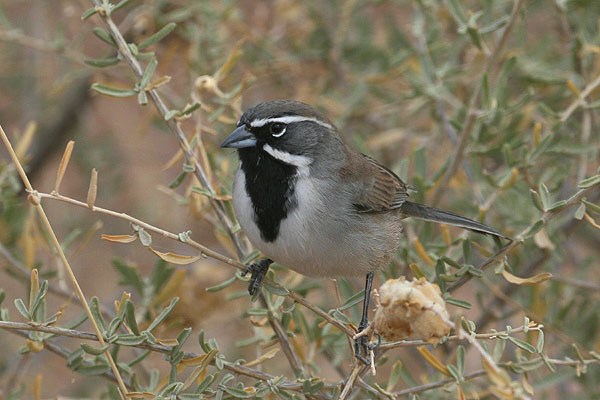 Photo (2): Black-throated Sparrow