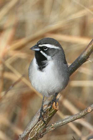 Photo (13): Black-throated Sparrow