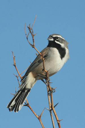 Photo (12): Black-throated Sparrow