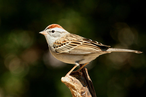 Photo (7): Chipping Sparrow