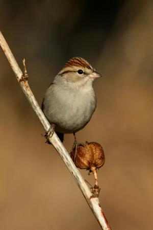 Photo (16): Chipping Sparrow