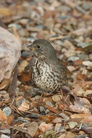 Photo (7): Fox Sparrow