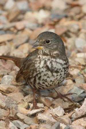 Photo (6): Fox Sparrow