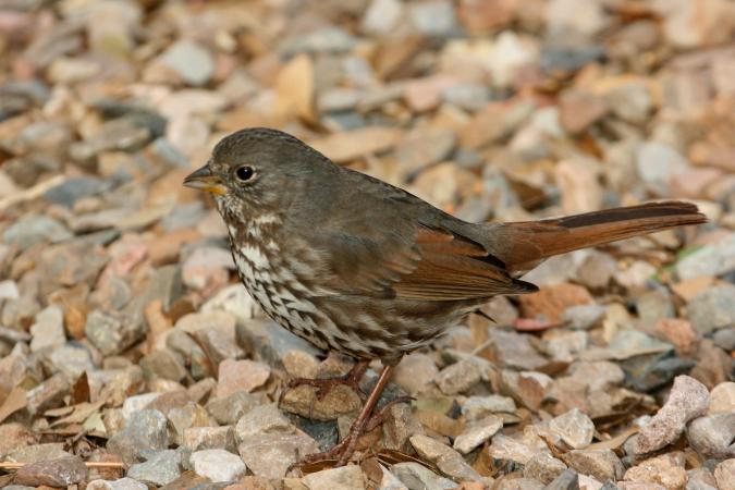 Photo (5): Fox Sparrow