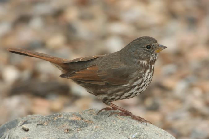 Photo (3): Fox Sparrow