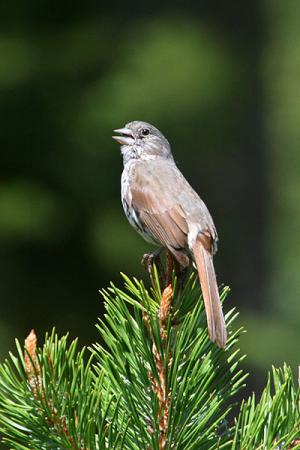 Photo (9): Fox Sparrow