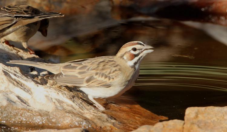 Photo (12): Lark Sparrow