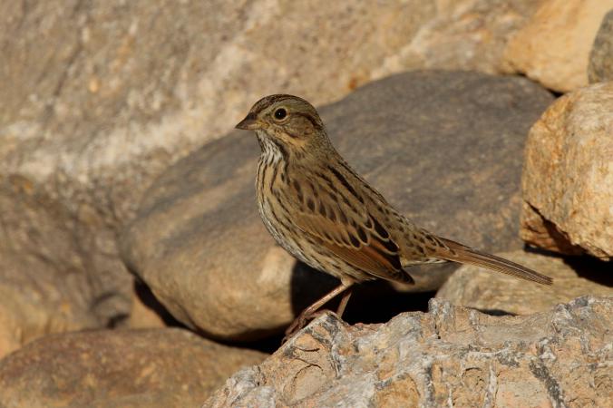 Photo (10): Lincoln's Sparrow