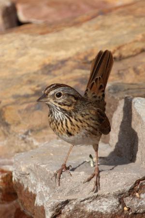 Photo (14): Lincoln's Sparrow