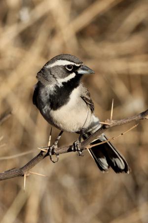 Photo (4): Black-throated Sparrow