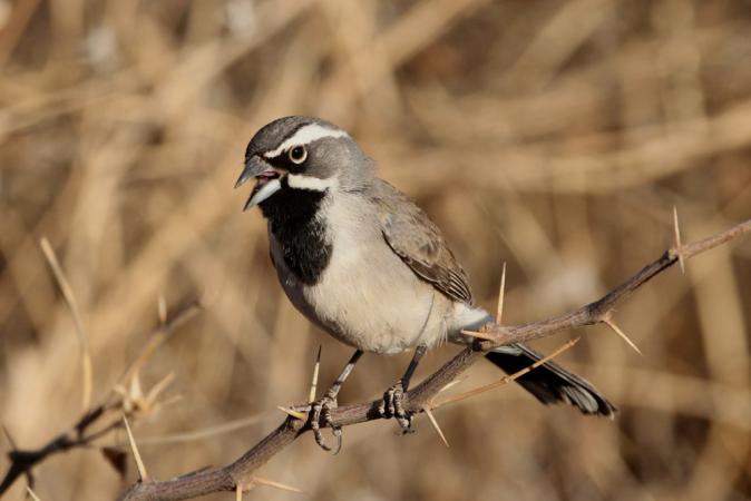 Photo (11): Black-throated Sparrow