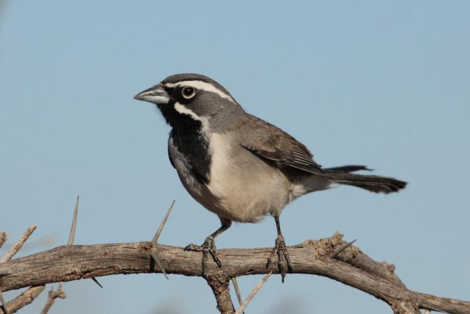 Photo (3): Black-throated Sparrow