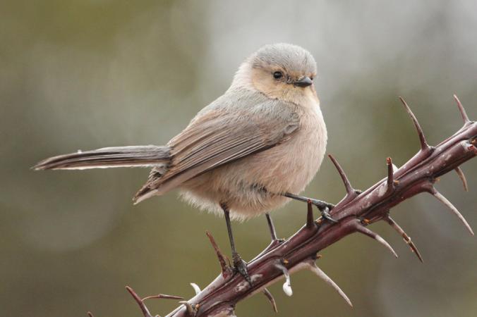 Photo (3): Bushtit