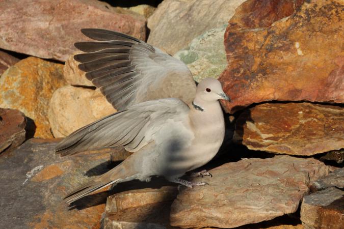 Photo (5): Eurasian Collared-Dove