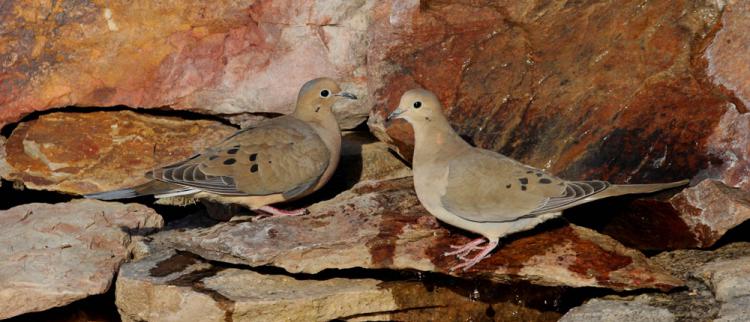 Photo (6): Mourning Dove