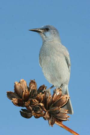 Photo (1): Pinyon Jay