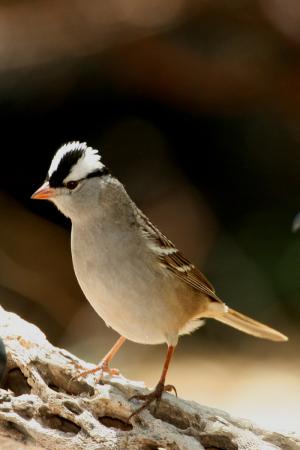 Photo (8): White-crowned Sparrow