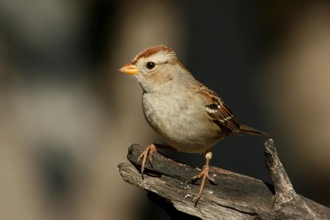 Photo (21): White-crowned Sparrow